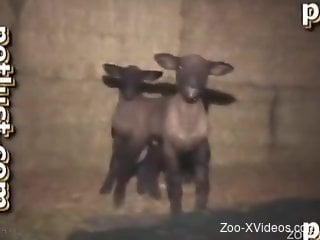 Sexy sheep gets hardly nailed in the missionary pose