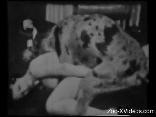 Impressive vintage bestiality porn with a Dalmatian and brunette