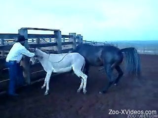 Stallion humps horse in insane outdoor animal porn scenes