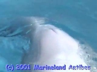 Real diver is stimulating dolphin's dick right in the pool