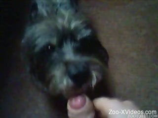 Watch how a cute small puppy is licking a hard loaded dick