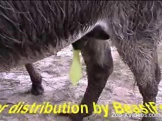 Two cute black ponies have amazing sex in doggy style pose