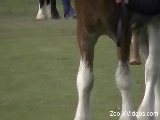 Horny man wants to feel that huge horse cock