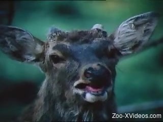 Educational bestiality video with hot animals and their dicks