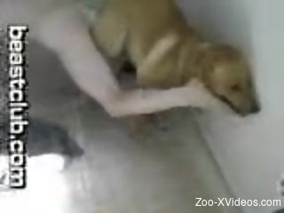 Nasty man sucking his dog's cock and fucking it hard