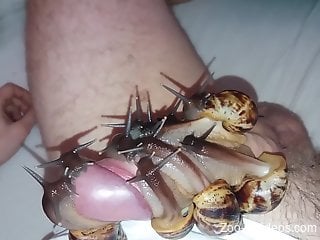 Dude's cock is covered completely by snails