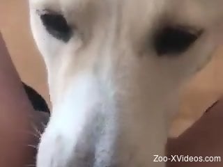 Juicy pussy babe gets licked by a dog in POV