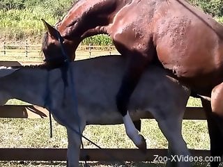 Imioned horse on horse fuck fest recorded outdoors