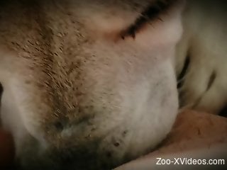 Animal pleasuring the owner in POV (close-up)