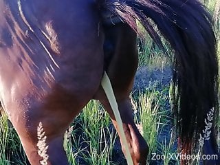 Man wants to fuck this stallion in the ass