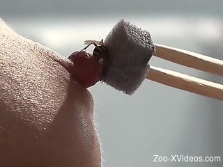 Bee stinging the living shit outta those nipples