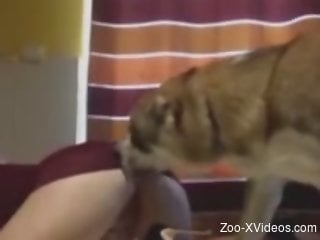 Saucy mommma showing her wet pussy to a horny dog