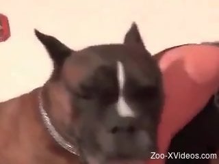 Great job from a very ionate dog in HD quality