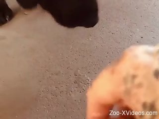 Sexy female masturbates on cam while the dog licks her clit