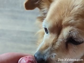 Sexy dog taking care of this guy's uncut penis