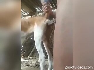 Guy's hard cock is going to stretch out the beast