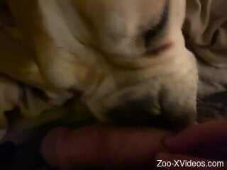 Awesome beast is going to take his dick orally