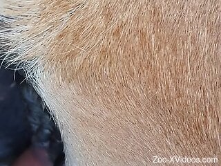 Dude with nice dick shows what he can do to horse