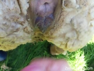 Dude is going to dominate an animal with his cock