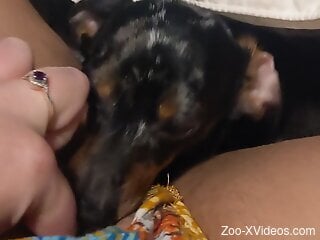 Dog licks woman's wet pussy in insane homemade solo