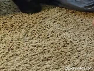 Black doggie knows the best ways to organize a zoo porn
