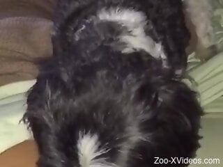 Black furry doggie is enjoying bestiality sex very much