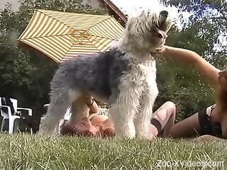 Very furry dog is having wild zoo sex outdoors with joy